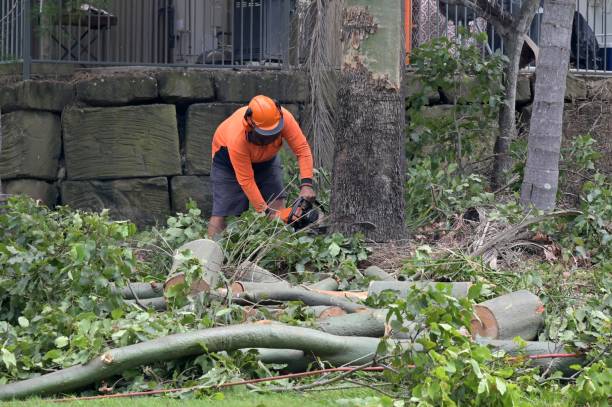 How Our Tree Care Process Works  in Winton, CA